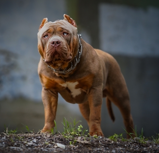 Dog Featured Image