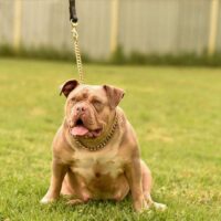 Titanium Bullies PIXIE