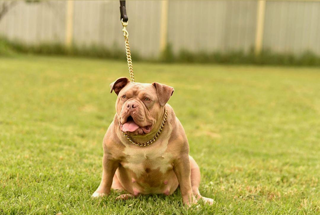 Dog Featured Image