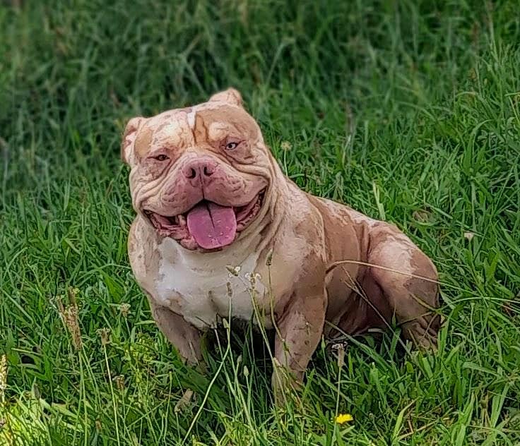 Dog Featured Image