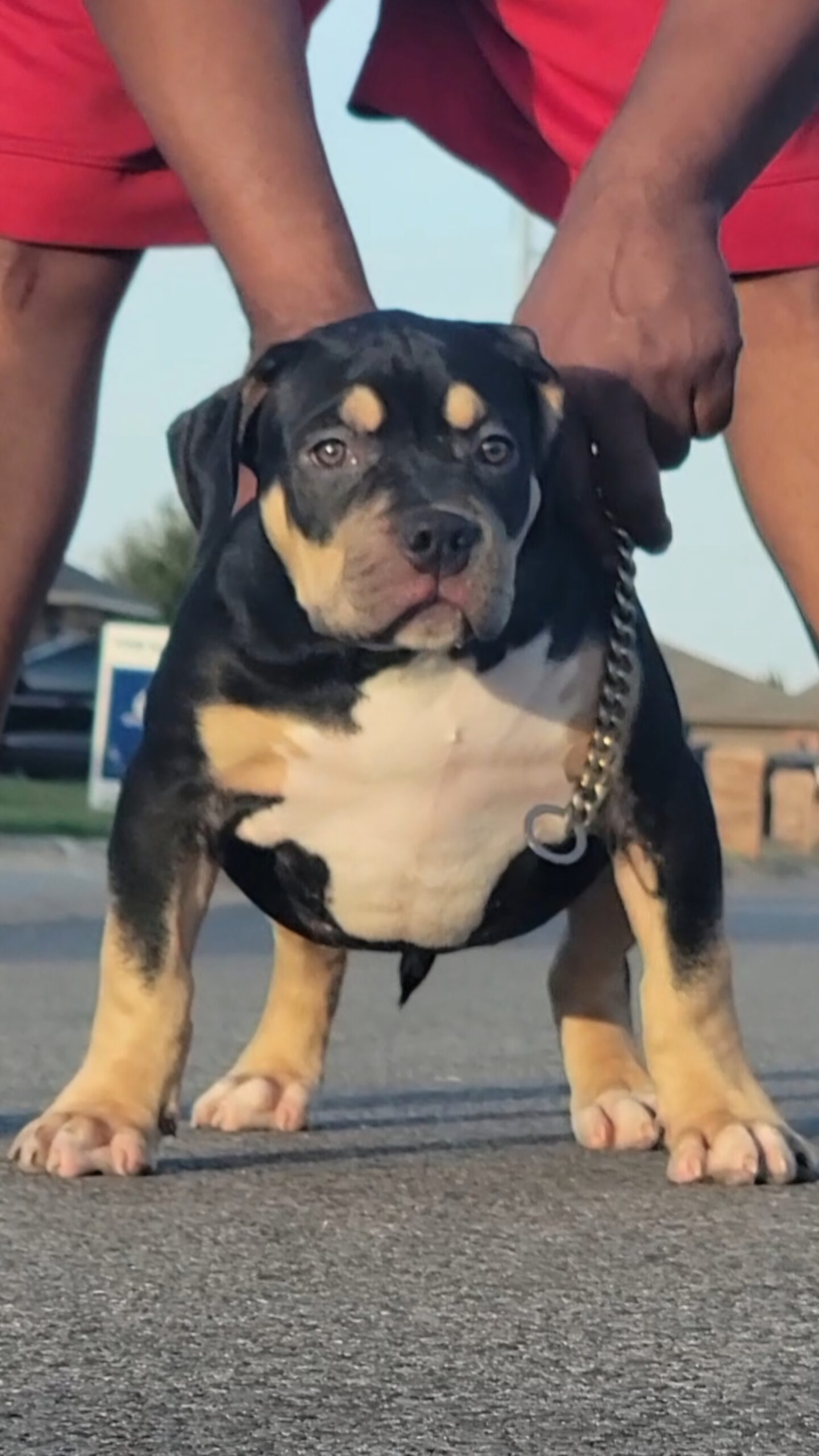 Dog Featured Image