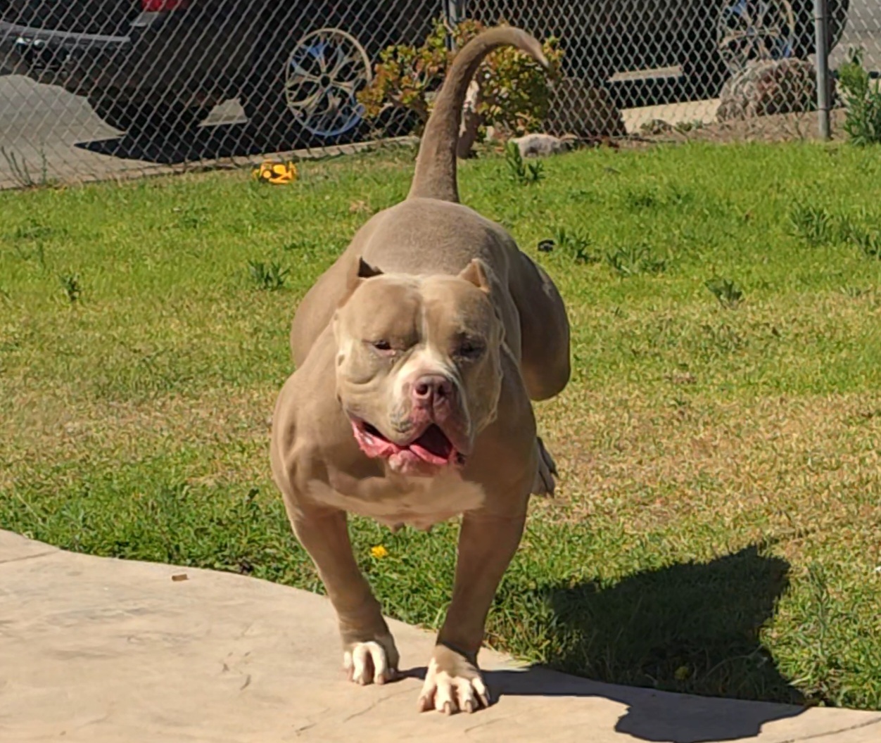 Dog Featured Image