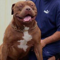 DesignerBullies ARES