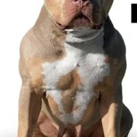BigGeminiKennels Nahla
