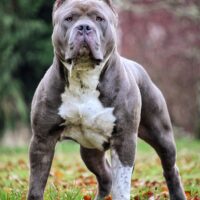 GPBULLIES_LOKI
