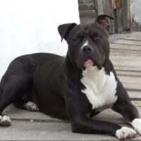 SARA RKBULLY