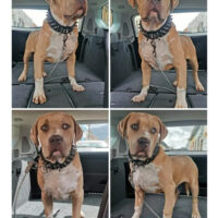 TEQUILA RKBULLY