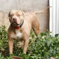 BENNE RKBULLY