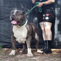 Probulls PowerBall