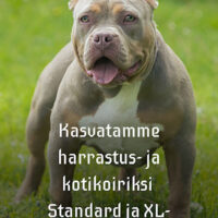 HATYBULLS FIGHT LIKE DIABLO