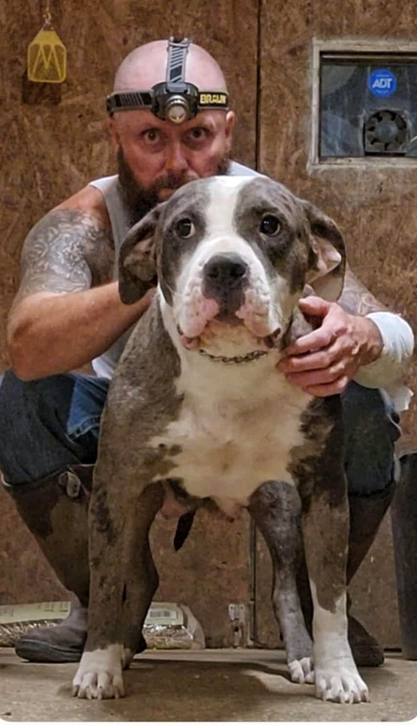Dog Featured Image