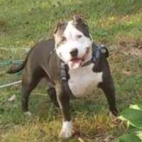 BULLY CONST’S KATE SPADE