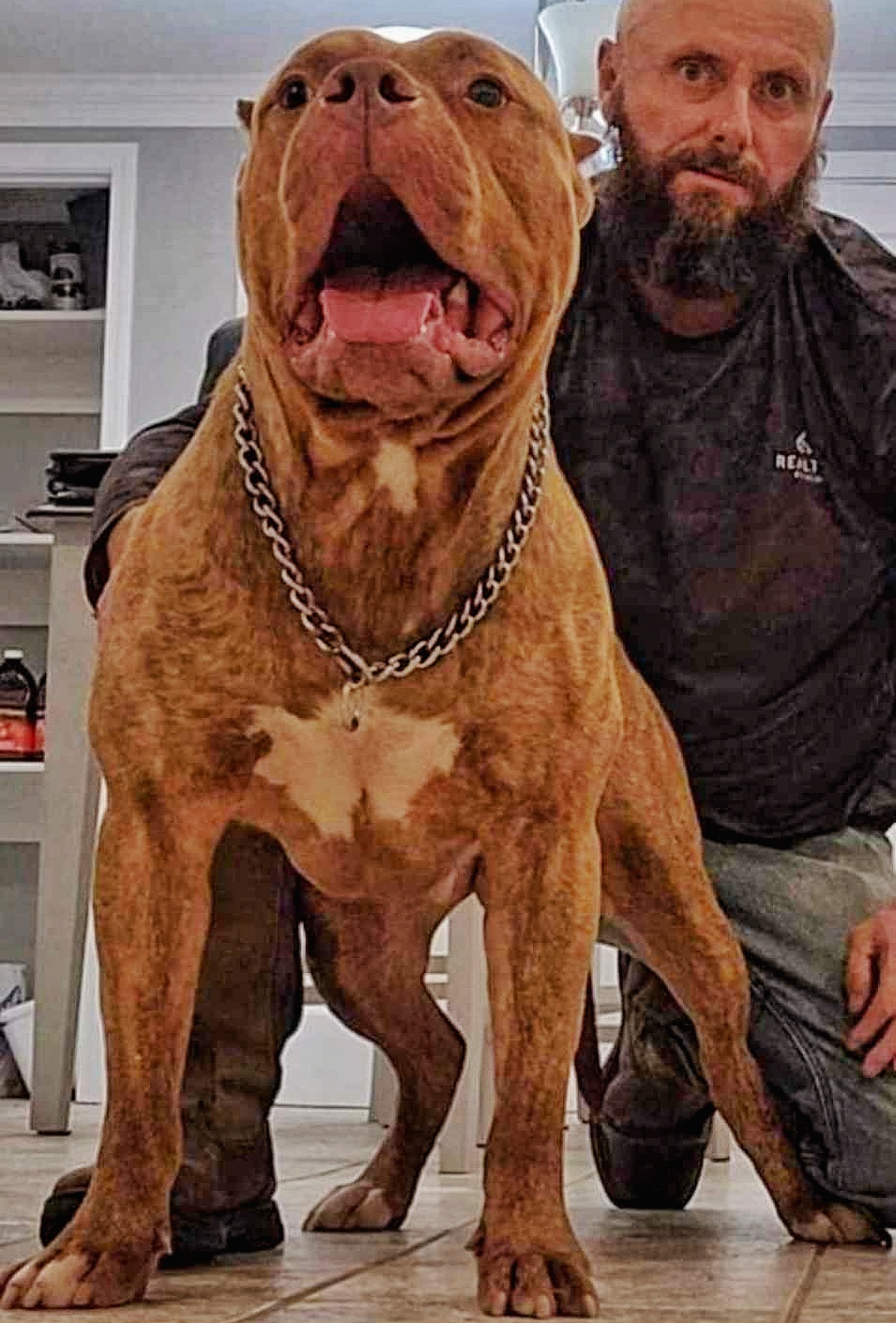 Dog Featured Image