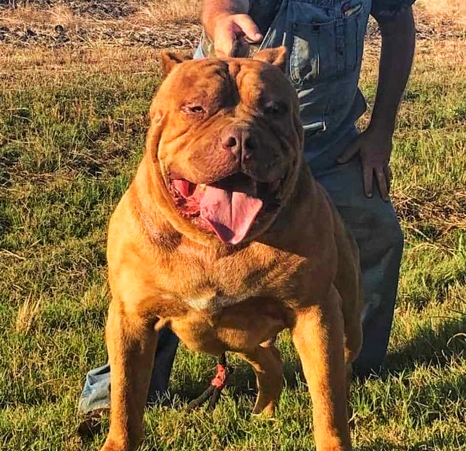 Dog Featured Image