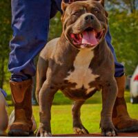 BONE KENNELS KING ZUES