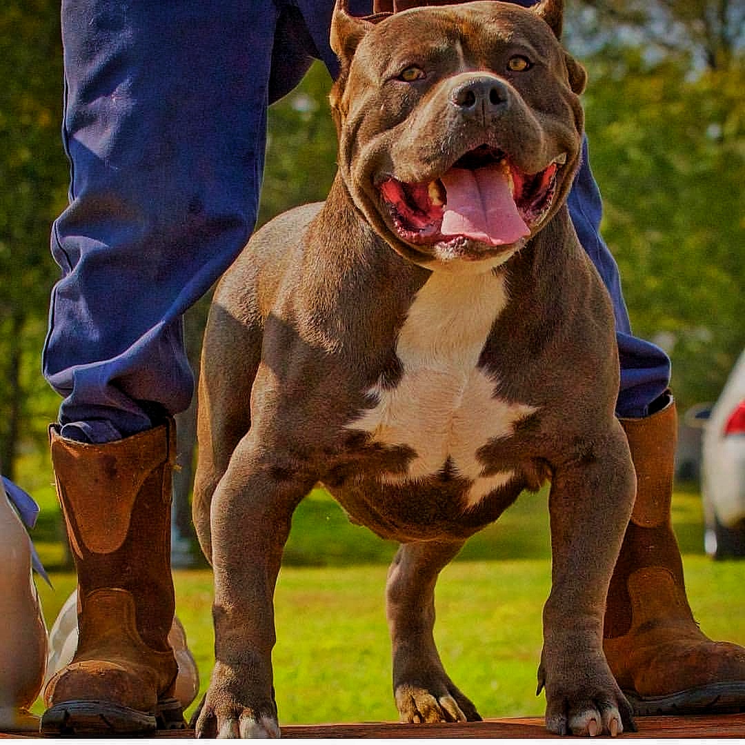 Dog Featured Image