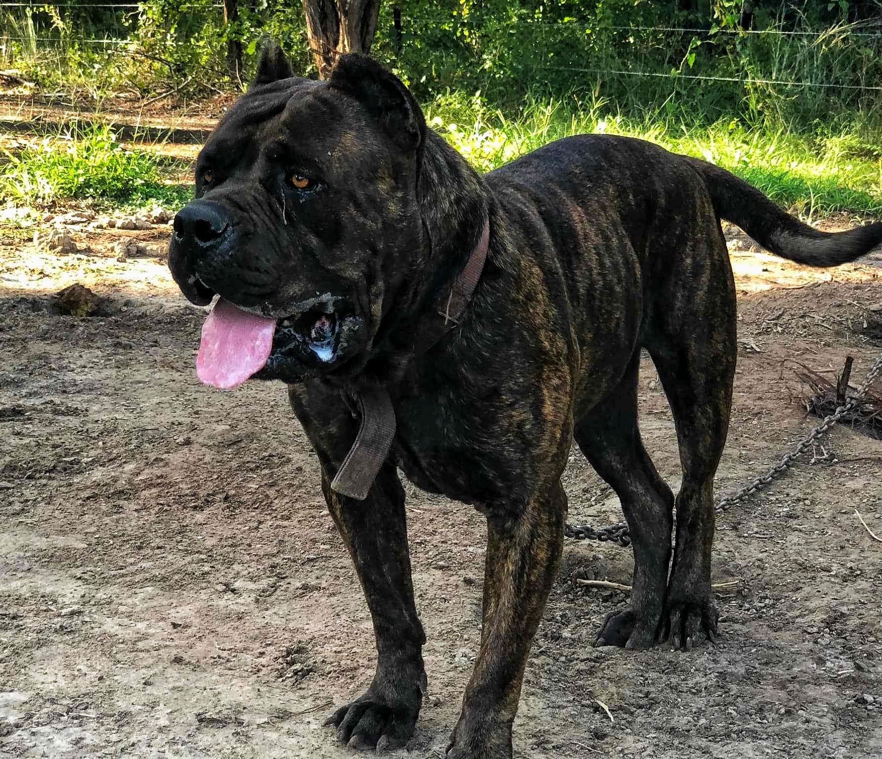 Dog Featured Image
