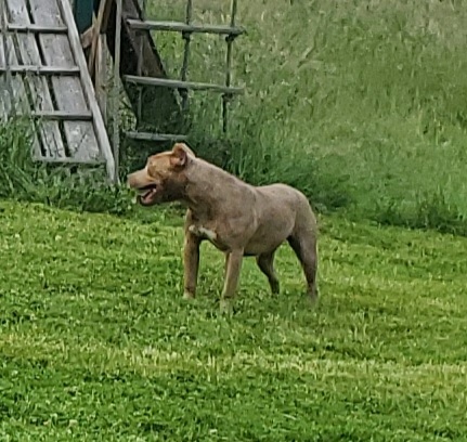 Dog Featured Image