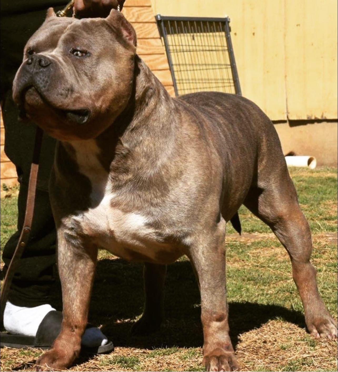 Dog Featured Image