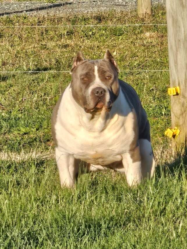 Dog Featured Image