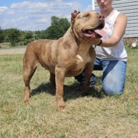 51FK’s Athena