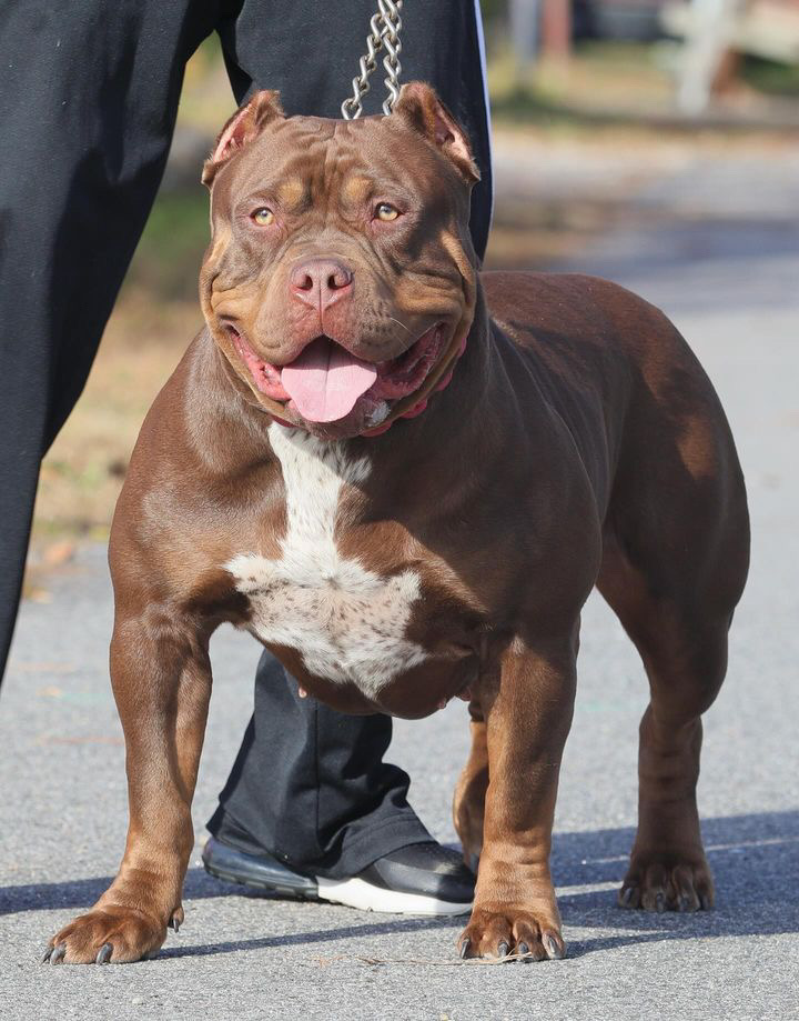 Dog Featured Image