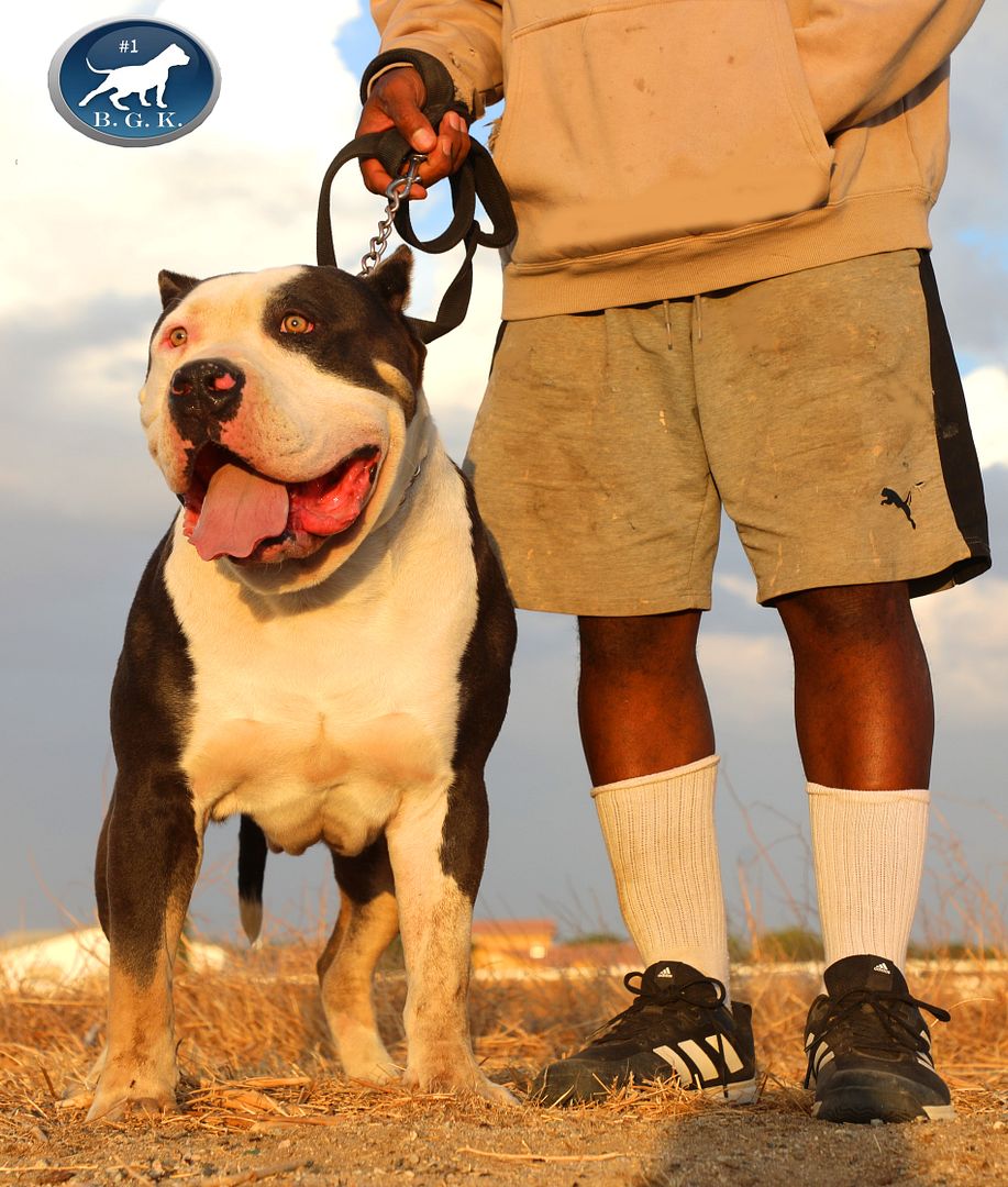 Dog Featured Image