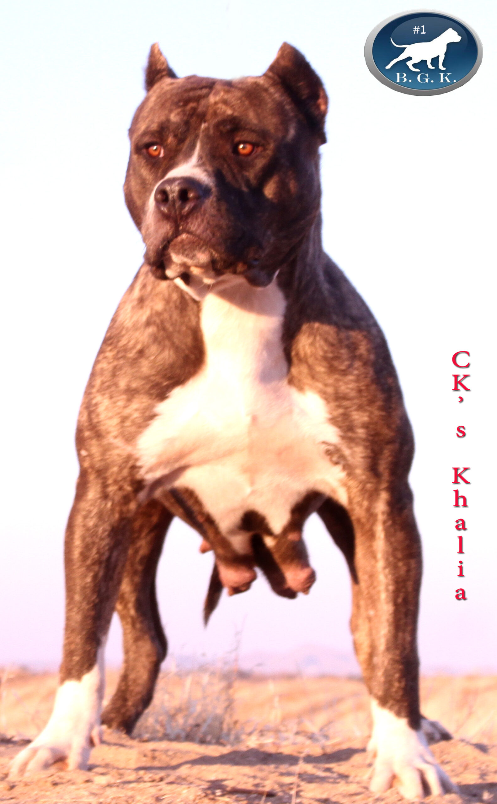 Dog Featured Image