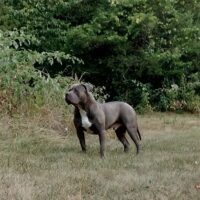 STONE BREAKER BULLIES CAPONE