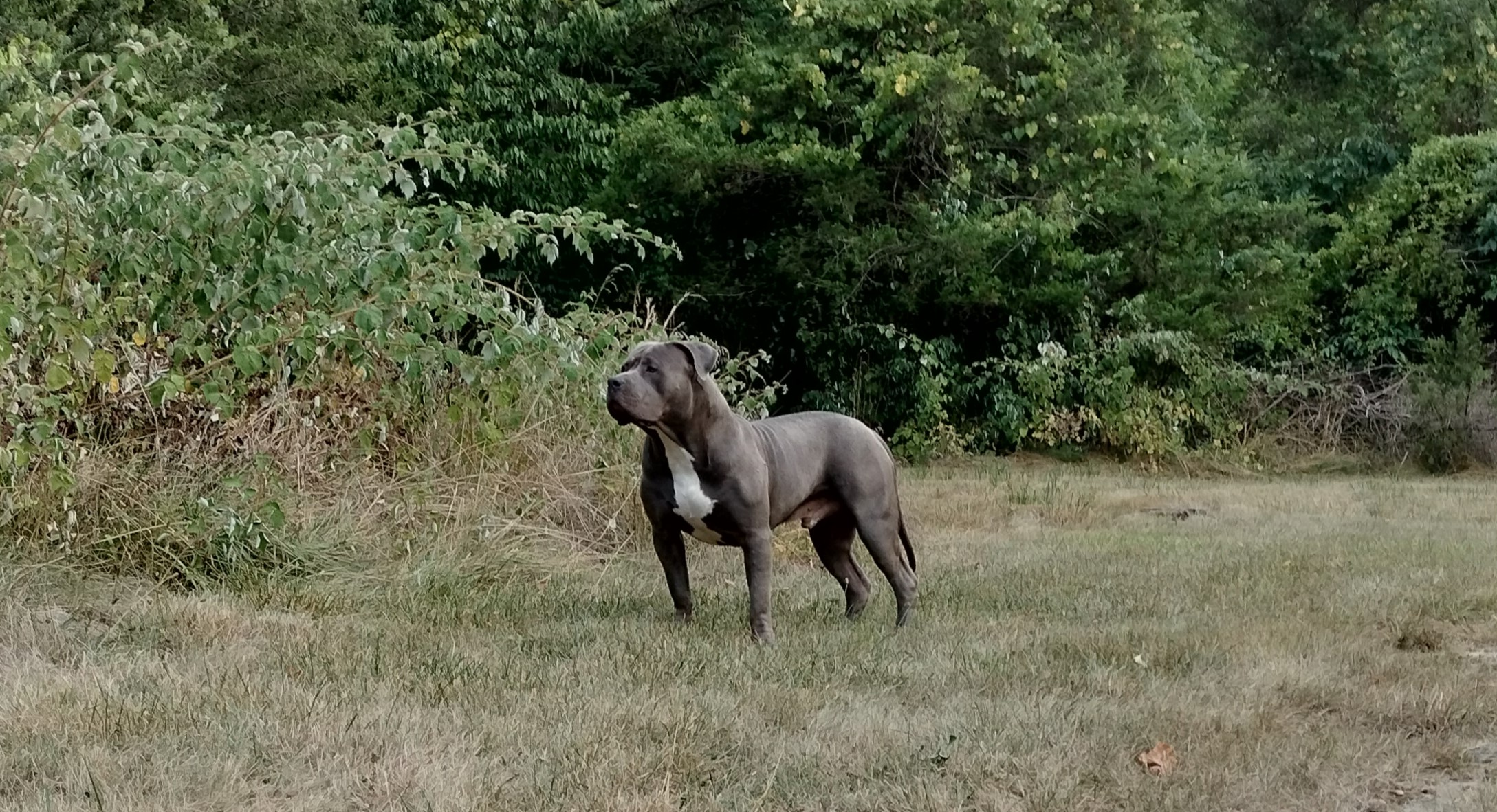 Dog Featured Image