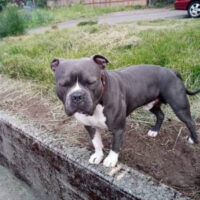 Dennard’s Zues