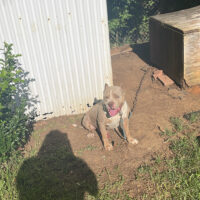 600 Built Bully’s