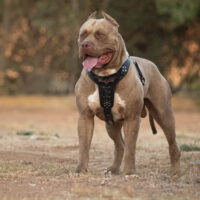 XXL Luxor Bullys King