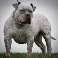 Hightreebullys Jayra