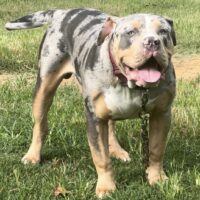 IXL Diesel