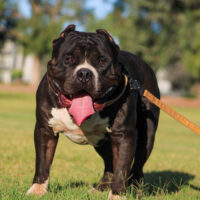 Iron Bell Bullies Ruger