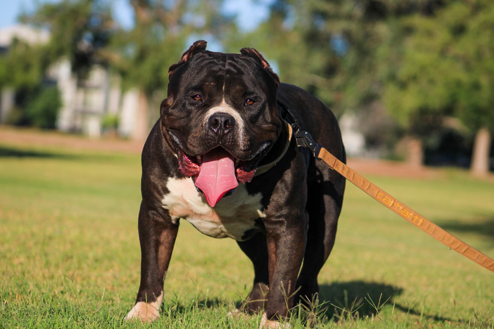 Dog Featured Image