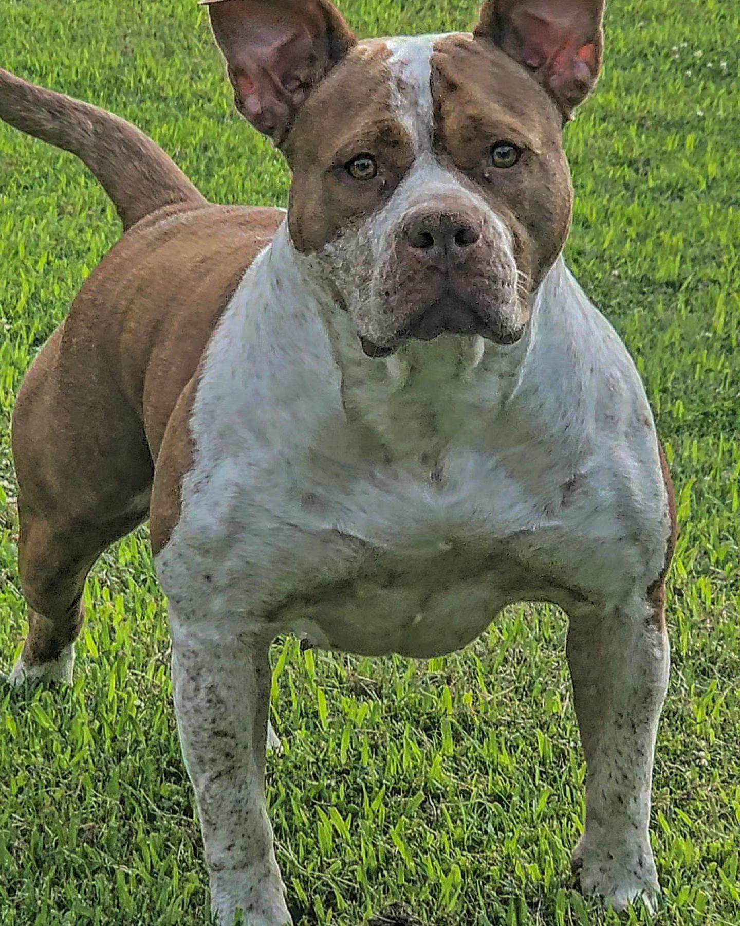 Dog Featured Image