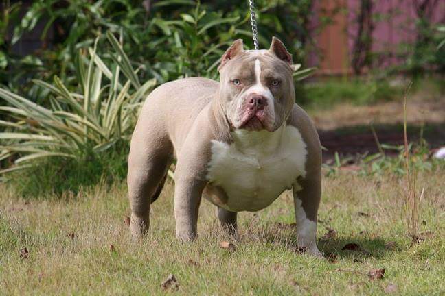 Dog Featured Image
