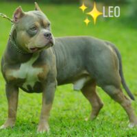 LEO