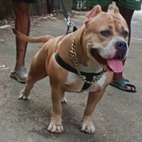 IZRA