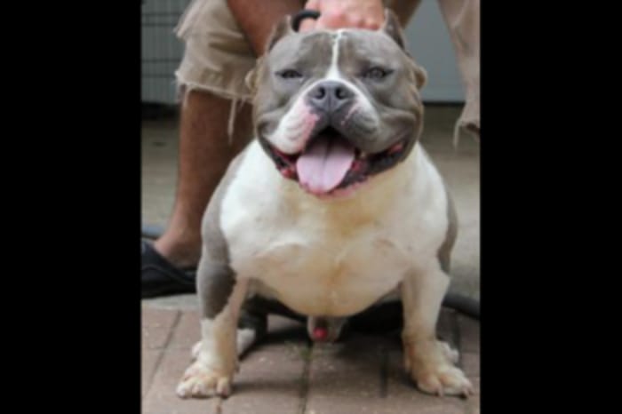 Dog Featured Image