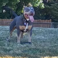 RezReppin’ Roscoe