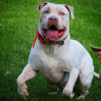 Goodlife’s Bianco Blu of CBB