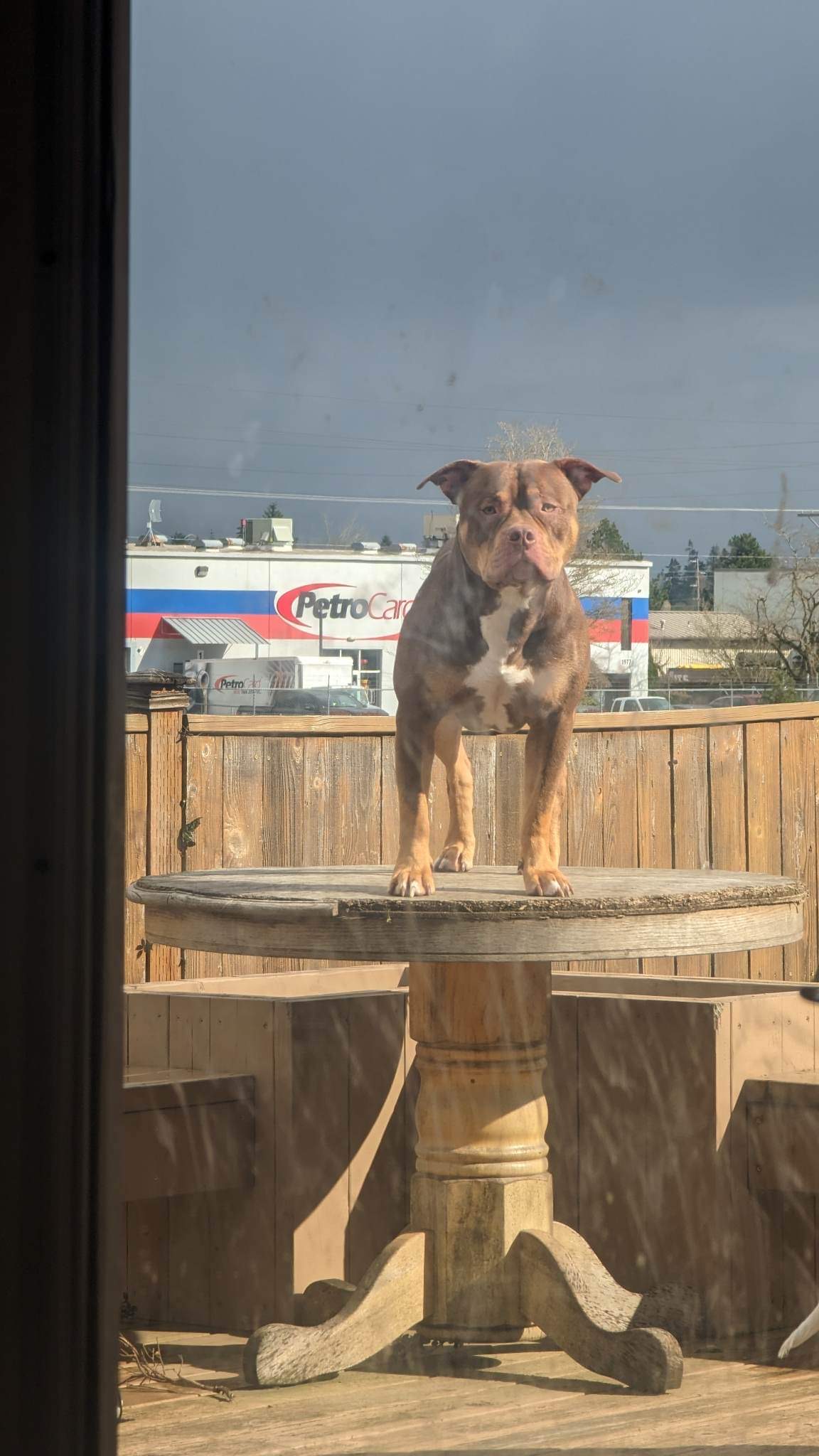 Dog Featured Image