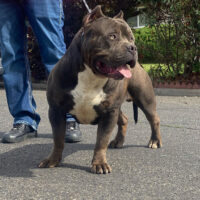 RezReppinBulliez Blow