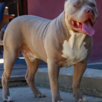 TopDogBullies Big Kane