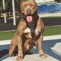 Ruff Life Reyna