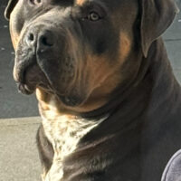 HIGHTREEBULLYS EL CHAPO