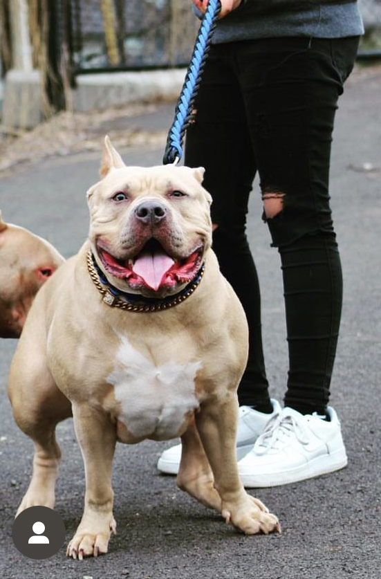 Dog Featured Image